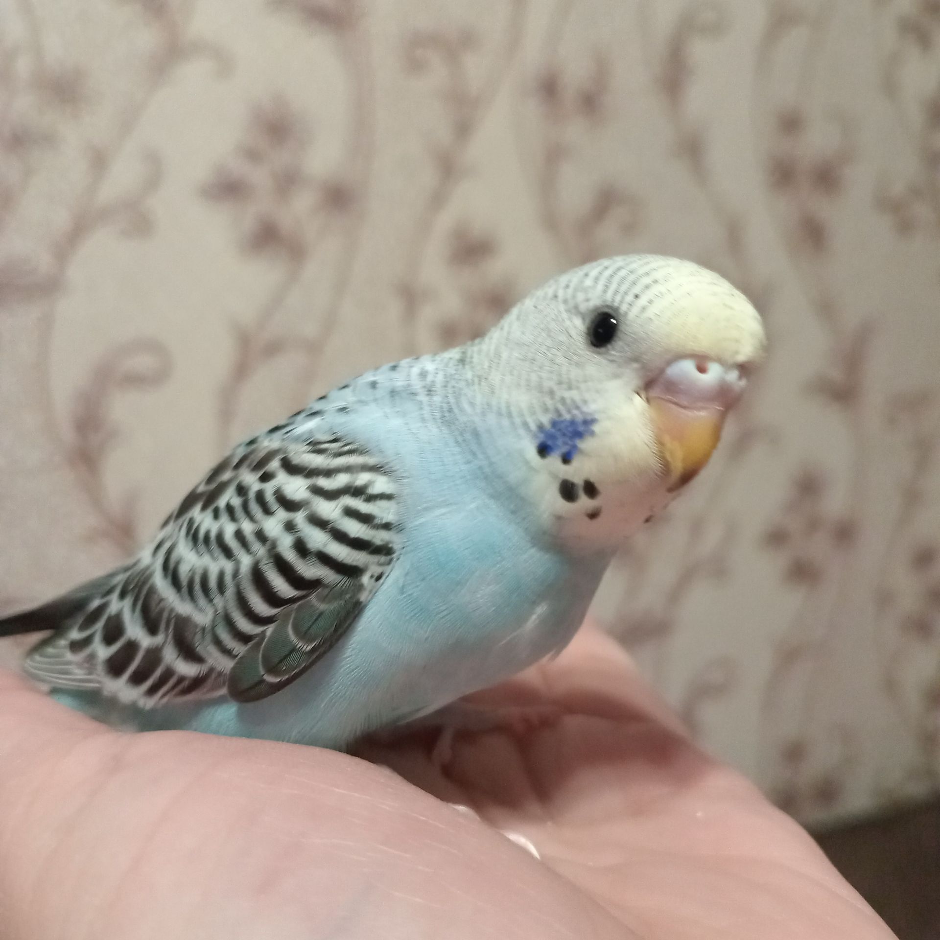 Хвилясті папуги