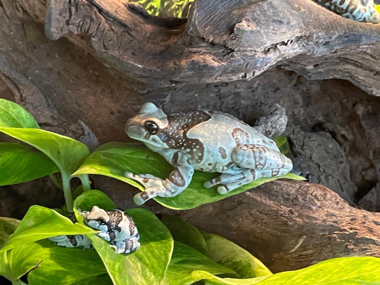 Амазонская молочная квакша. Арлекин.