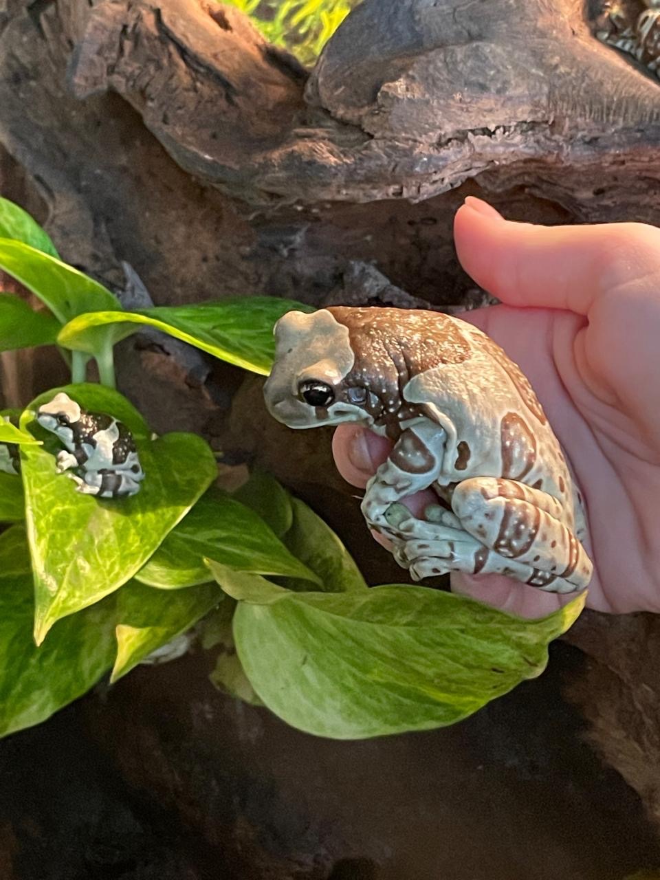 Амазонская молочная квакша. Арлекин.