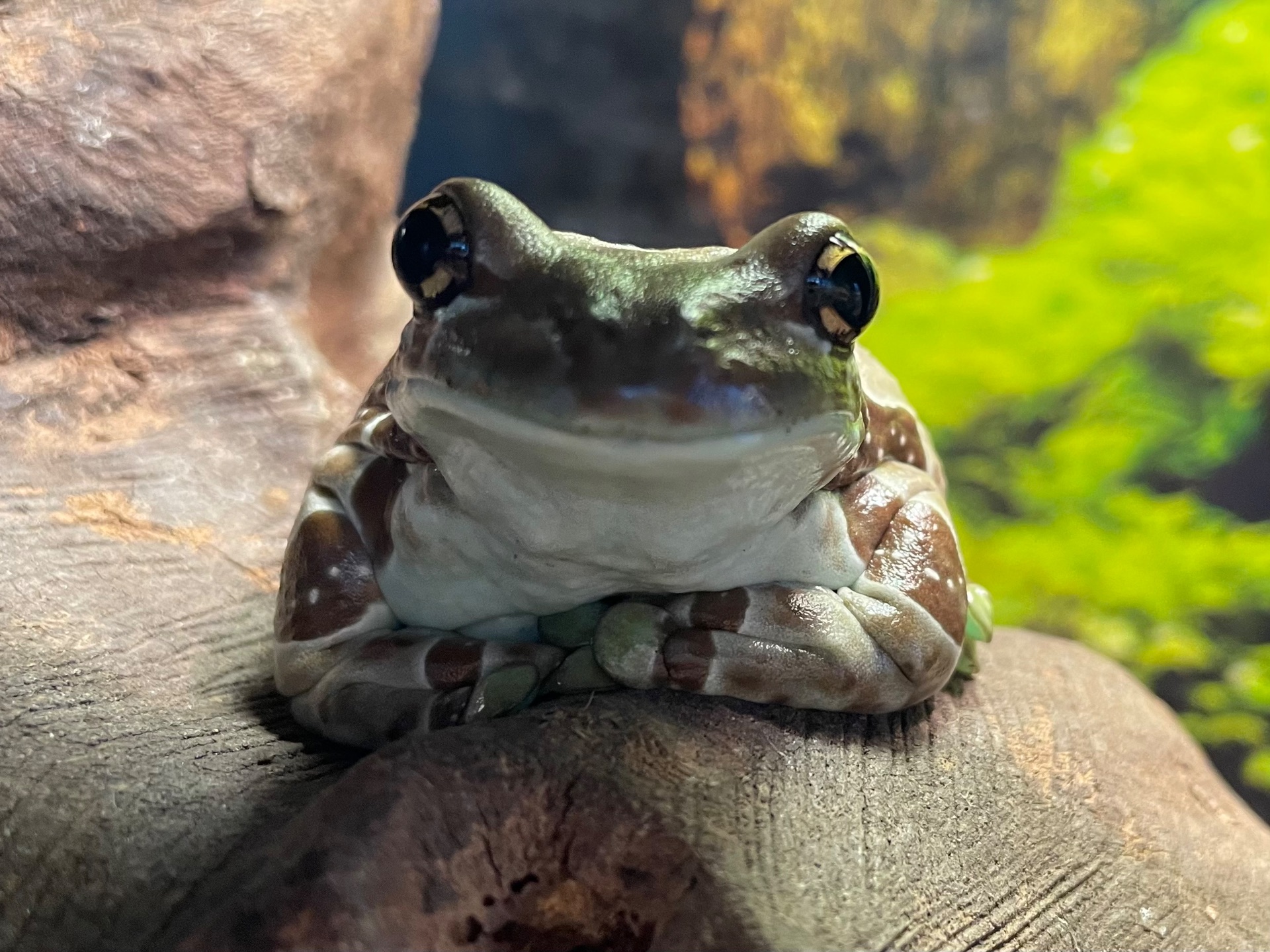 Амазонская молочная квакша. Арлекин.