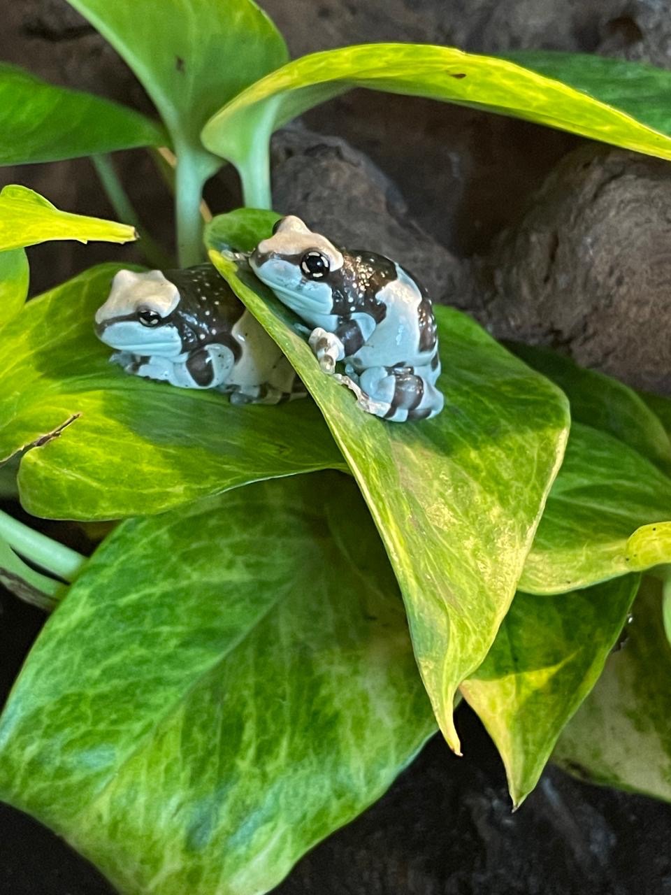 Амазонская молочная квакша. Арлекин.