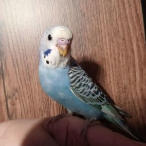 Хвилястий папуга