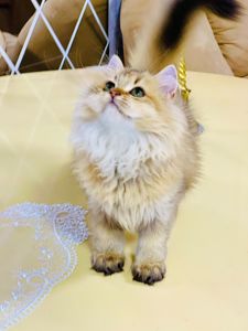 Британська золота шиншилла
