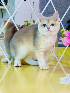 Британська золота шиншилла