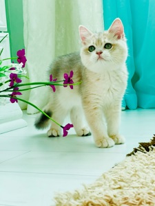 Британська золота шиншилла