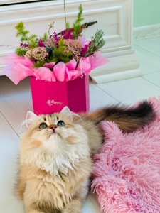 Британська золота шиншилла