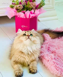 Британська золота шиншилла