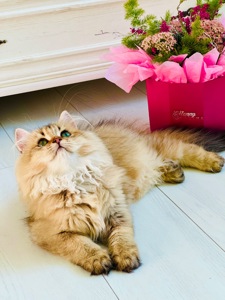 Британська золота шиншилла