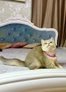 Британська золота шиншилла