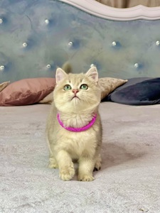 Британська золота шиншилла