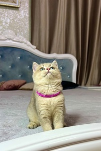 Британська золота шиншилла