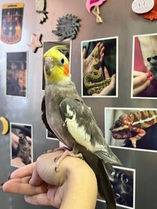 Корела німфа, корела пташенята ручні догодованці