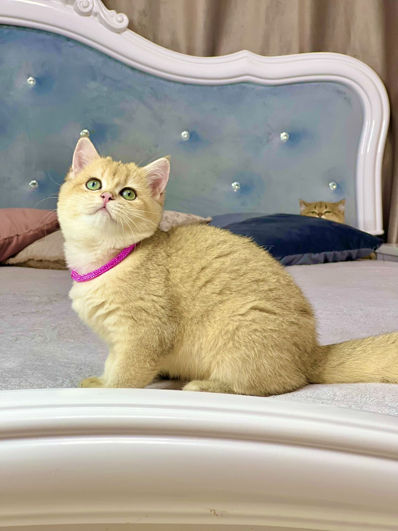 Британська золота шиншилла