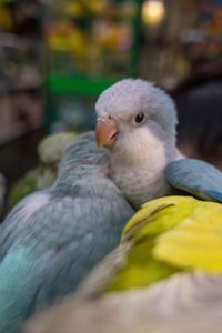 Папуга для дітей, ручний Калита Монах зелені, жовті, білі, сині та ін