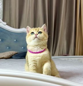 Британська золота шиншилла