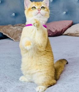 Британська золота шиншилла