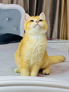 Британська золота шиншилла