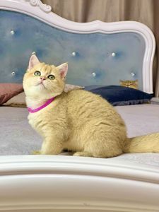 Британська золота шиншилла