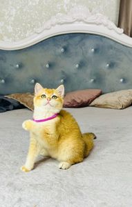 Британська золота шиншилла