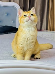 Британська золота шиншилла