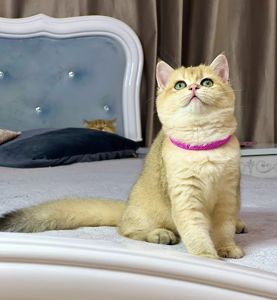 Британська золота шиншилла