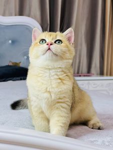 Британська золота шиншилла