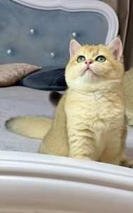 Британська золота шиншилла