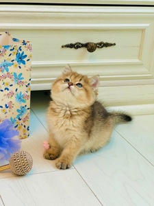 Британська золота шиншилла