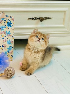 Британська золота шиншилла