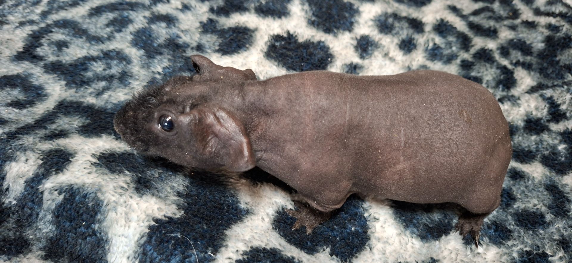 Морська свинка скинни