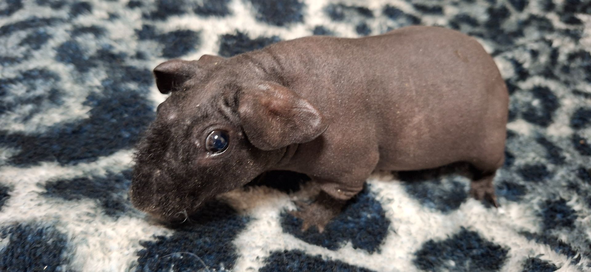 Морська свинка скинни