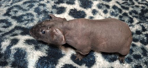 Морська свинка скинни