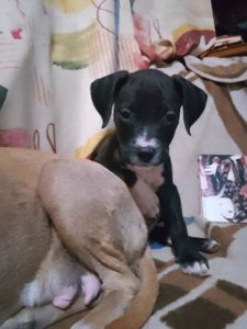 Щенки питбуля