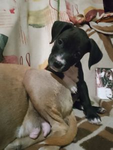 Щенки питбуля