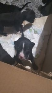 Щенки питбуля