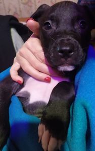 Щенки питбуля