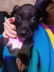 Щенки питбуля