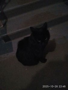 Черный кот