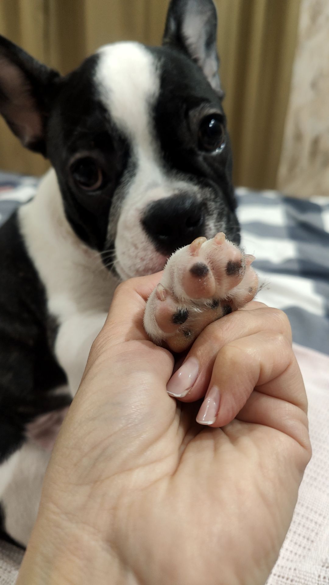 Французский бульдог шикарні цуценята