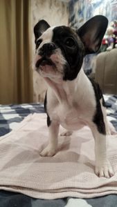 Французский бульдог шикарні цуценята