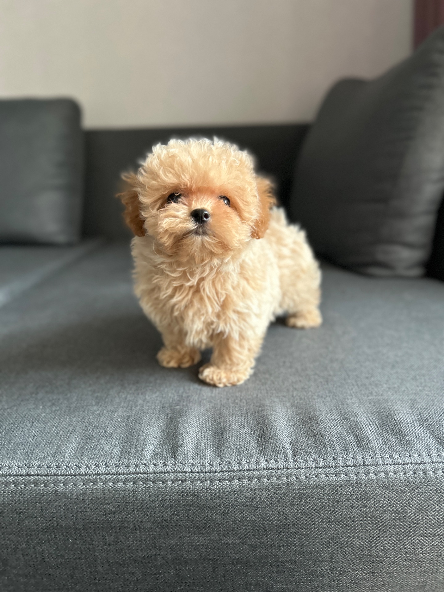 Премиум микро мальчик мальтипу ф1 беби фейс