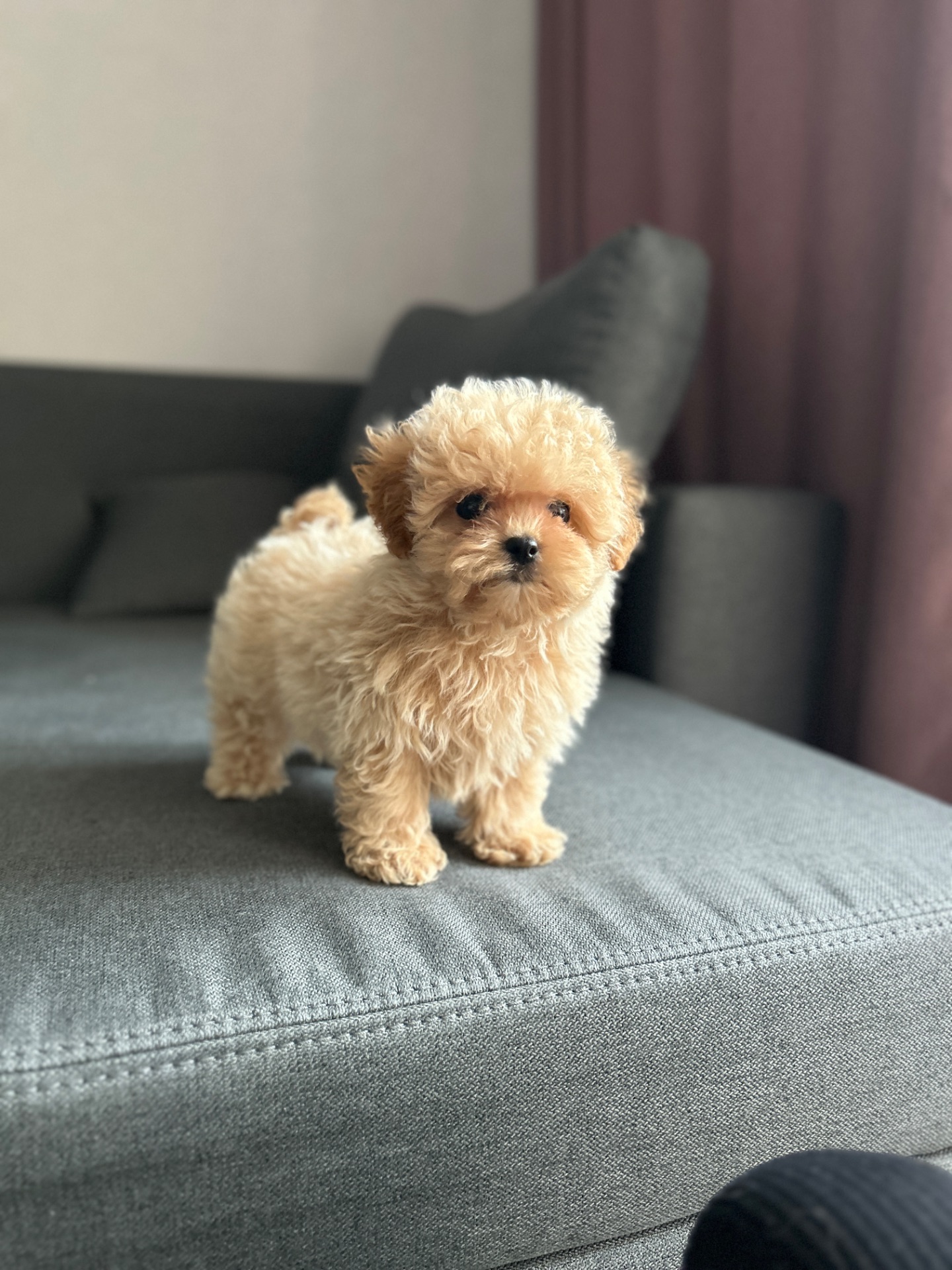 Премиум микро мальчик мальтипу ф1 беби фейс