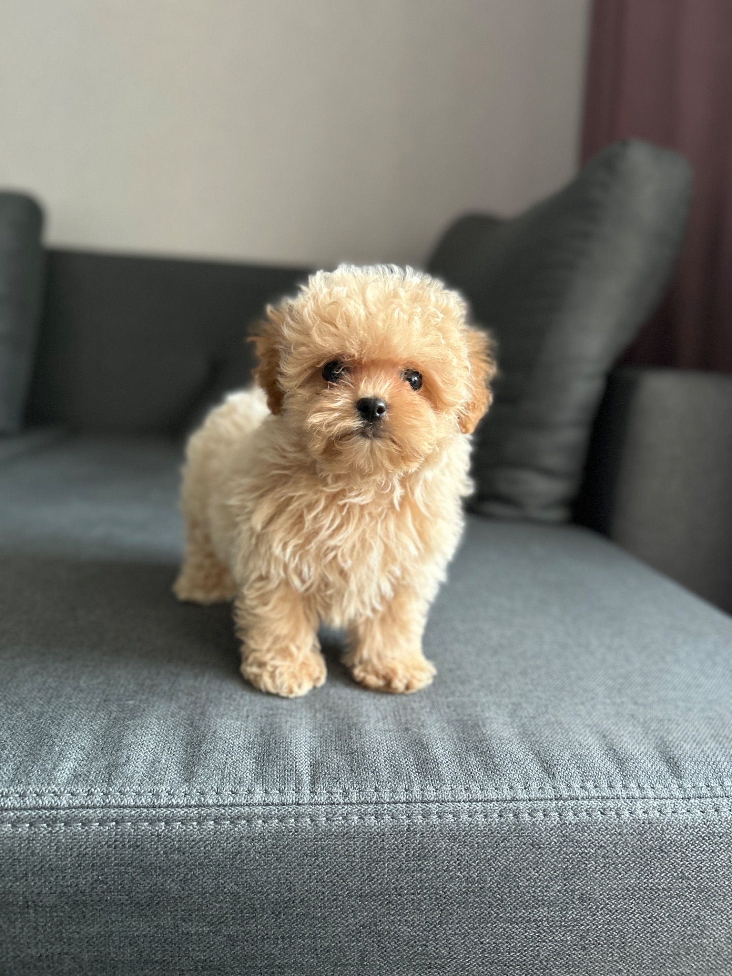 Премиум микро мальчик мальтипу ф1 беби фейс