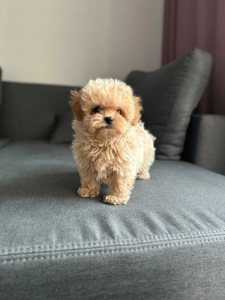 Премиум микро мальчик мальтипу ф1 беби фейс