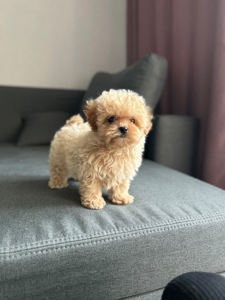 Премиум микро мальчик мальтипу ф1 беби фейс