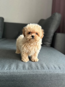 Премиум микро мальчик мальтипу ф1 беби фейс