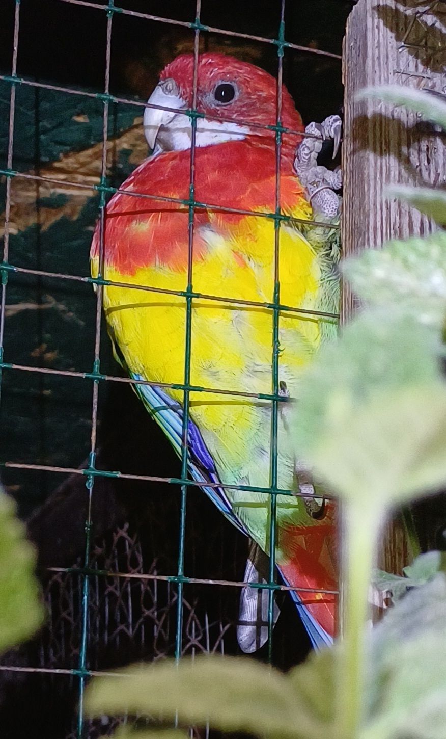 Розела. Молодь