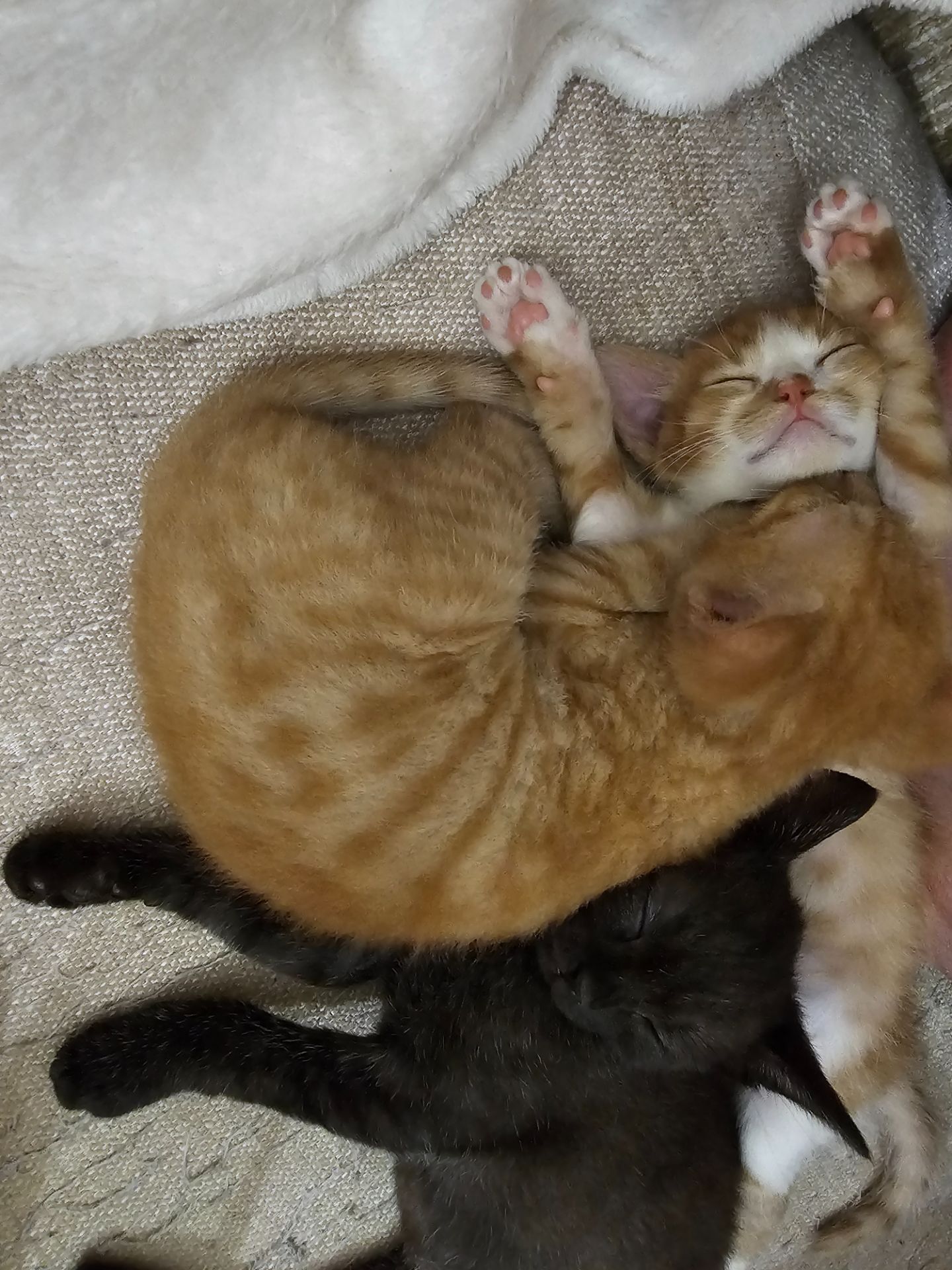 кошенята хлопчики