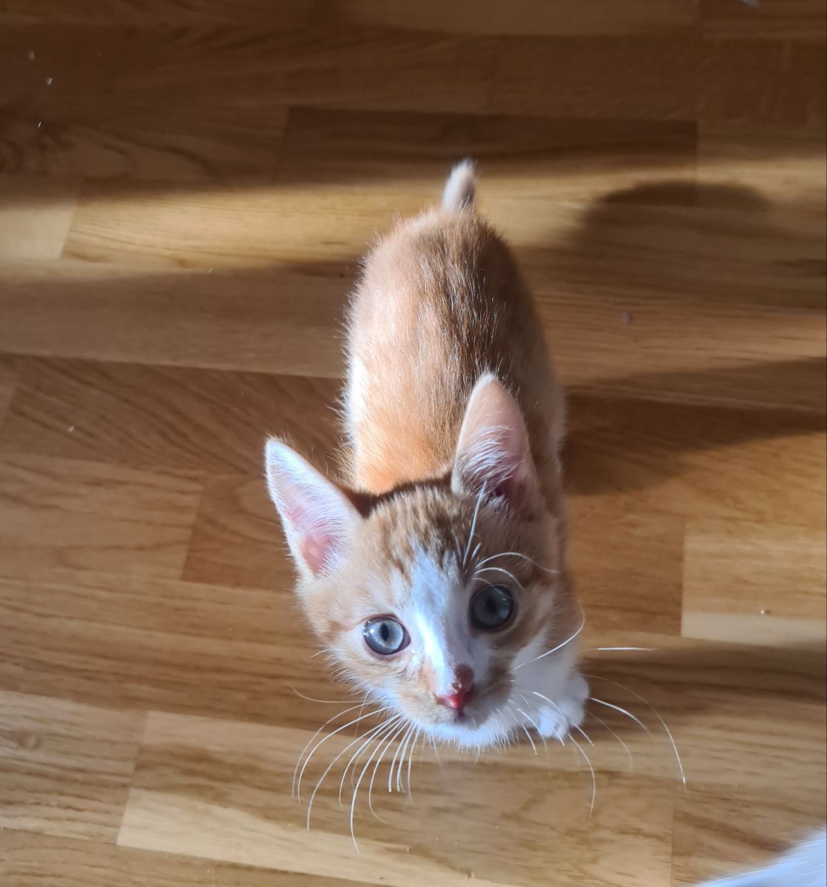 кошенята хлопчики