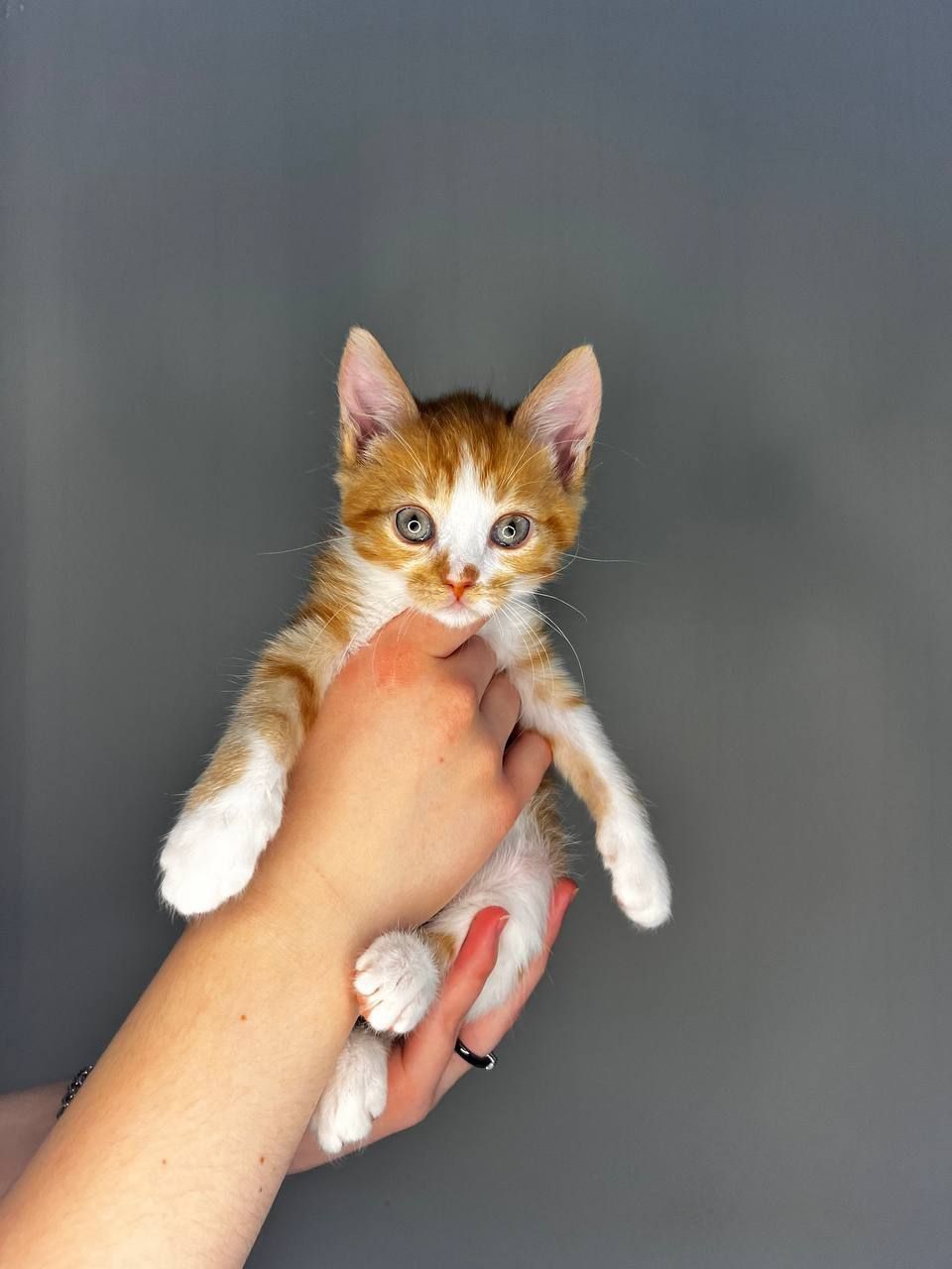 кошенята хлопчики